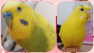 Concurs Cipi vs Maia. Cine a câștigat?