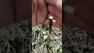 Летняя коппулировка промежуточный результат