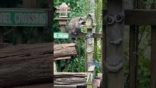 The Raccoons and other Critters arrive at the Diner. Peanut Butter Club Diary