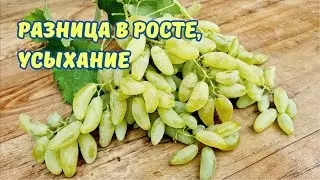 Усыхание гребненожки.Виноград культура места.