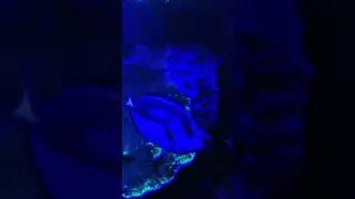 Salt aquarium