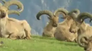 Тури Дагестана .