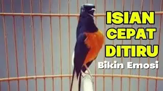 MURAI BATU GACOR AMPUH UNTUK PANCINGAN murai batu lain bongkar isian