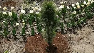 My new products 2020! Black pine Zimmer!