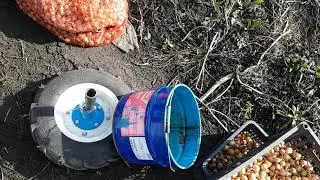 Облагораживаем почву с помощью сидератов.