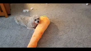 Harley and the GIANT Carrot!