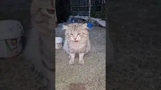 #абхазия