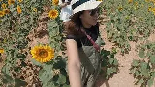 Memories in Burgos(sunflower farm)