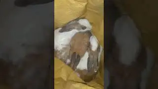 Rabbit #viralvideo #millionviews #shortsvideo