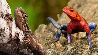 RÉPTEIS RAROS E ESTRANHOS QUE VOCÊ NÃO CONHECE