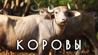От кого произошла корова и полезно ли цельное молоко. Недетские вопросы о коровах и быках