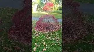 прогулка на природе