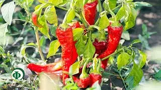 478 Красный перец: если вам продуло шею…