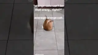 orange CAT CRUNCH ROLL exercises