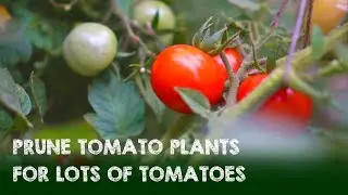 How to Prune Tomato Plants to Grow LOTS of Tomatoes