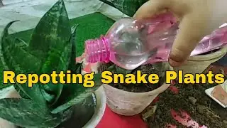 Repotting of snake plant