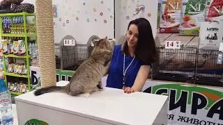 Традиционный сибирский котенок