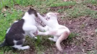 Cats Playing before Tropical Storm Barry