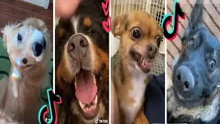 Funny Parrots Compilation: Hilarious Parrot Moments That Will Make You Laugh