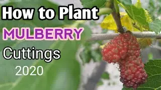 How to Plant Mulberry Cuttings | ⚜️ PLANT ZONE ⚜️