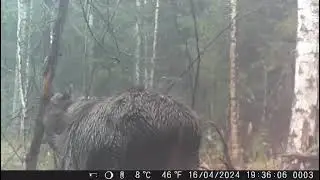 Весенние Лоси Березовский район.