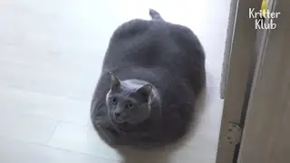 Dad Raised His Cat FAT With Too Much Love (Part 1) | Kritter Klub