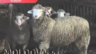 КЕПТАР ИЛИ МИНТАНКА? БОНДИЦА ИЛИ ГЮСЛЮК?  КУЛЬТУРНОЕ НАСЛЕДИЕ ГАГАУЗОВ.