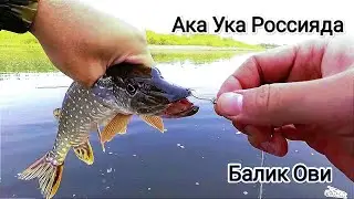 Балик ови Сезон Спиннинг очилди 2023. Aka Uka Rossiyada baliq ovi