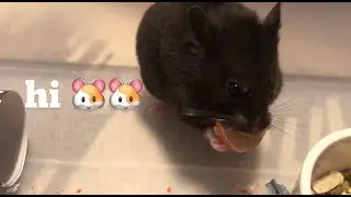 Day in the life of my Hamster