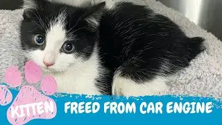 Kitten rescued from inside car engine | RSPCA South Australia