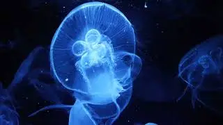 ACQUARIO DI CALA GONONE