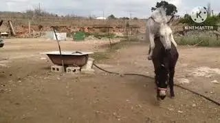 horse mating& Donkey Mating Naturally – Wild Animal Breeding!