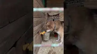 Гаврюша и его любимая игрушка