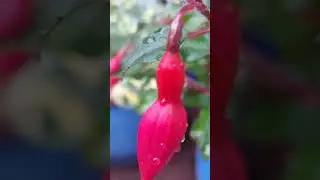 Мой вечерний сад 🧚‍♀️# Mein Abendgarten 🧚‍♂️