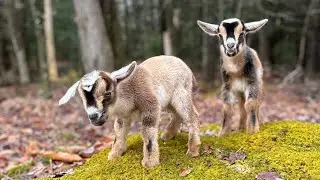 Thistle takes baby goats on first walk