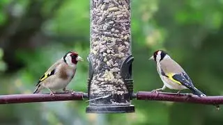 beautiful nature of birds | let see the things | birds