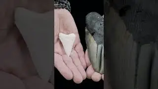 Could Megalodon Survive Nowadays? # 