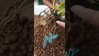 😱 Dead Root System 🫣 Cattleya Repot 🥹 Leca Self Watering Set Up #ninjaorchids #shorts