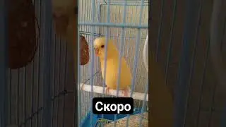 #funny #tiktok #мемы #россия Жирный жёлтый #shorts