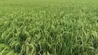 पैडी ट्रांसप्लांटर द्वारा लगाई हुई खेत में धान