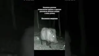 мем тик ток #shorts #tiktok #memes