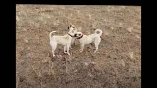 🐕 köpek 🌹