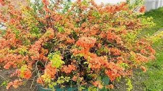 🌸 Хеномелес (Японская Айва). Выращивание и уход.🍋