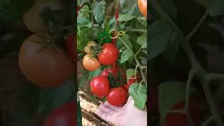 Томаты Верочка и Любаша. 