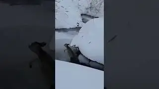 Вторая жизнь для козлёнка.