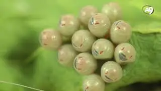 Böcekler (HD Belgesel)