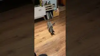 Звуковой мячик ☺️