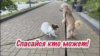 Чуть хвост не оторвали! 😨