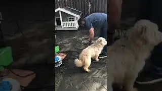 Суета с водой для Аниса)