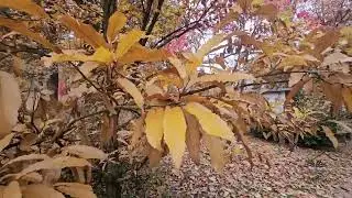 Quercus castaneifolia 'Green Spire' dub kaštanolistý
